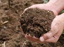 Narmada Bio Chem IPO